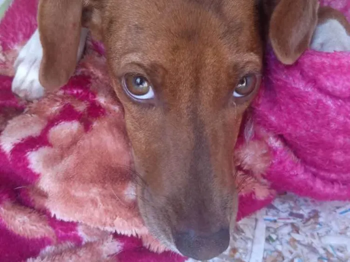 Cachorro ra a Vira Lata idade 2 a 6 meses nome Tiana