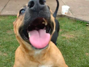Cachorro raça SRD idade 1 ano nome Jolie (Jojo)