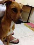 Paçoca