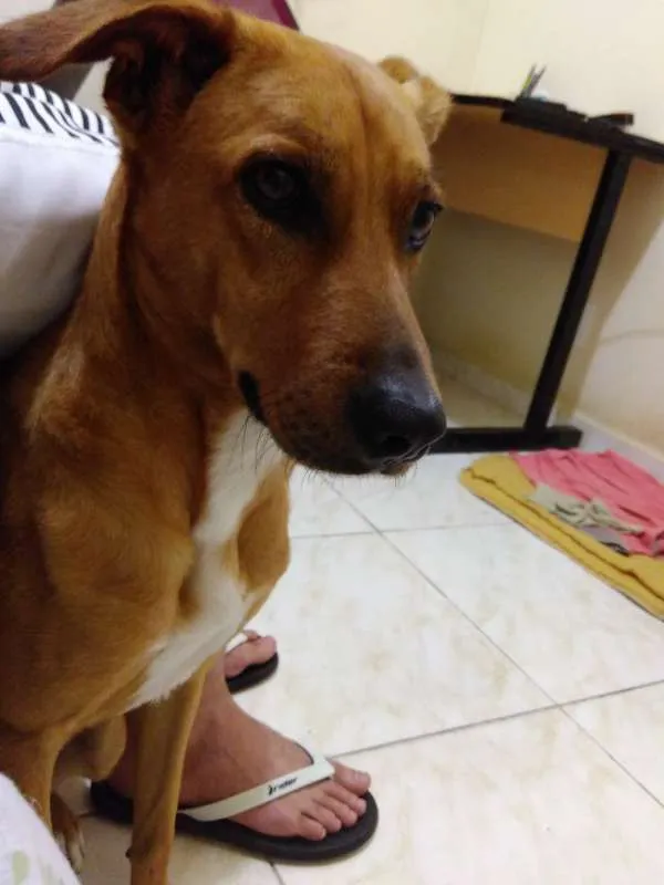 Cachorro raça Não definida idade 3 anos nome Paçoca