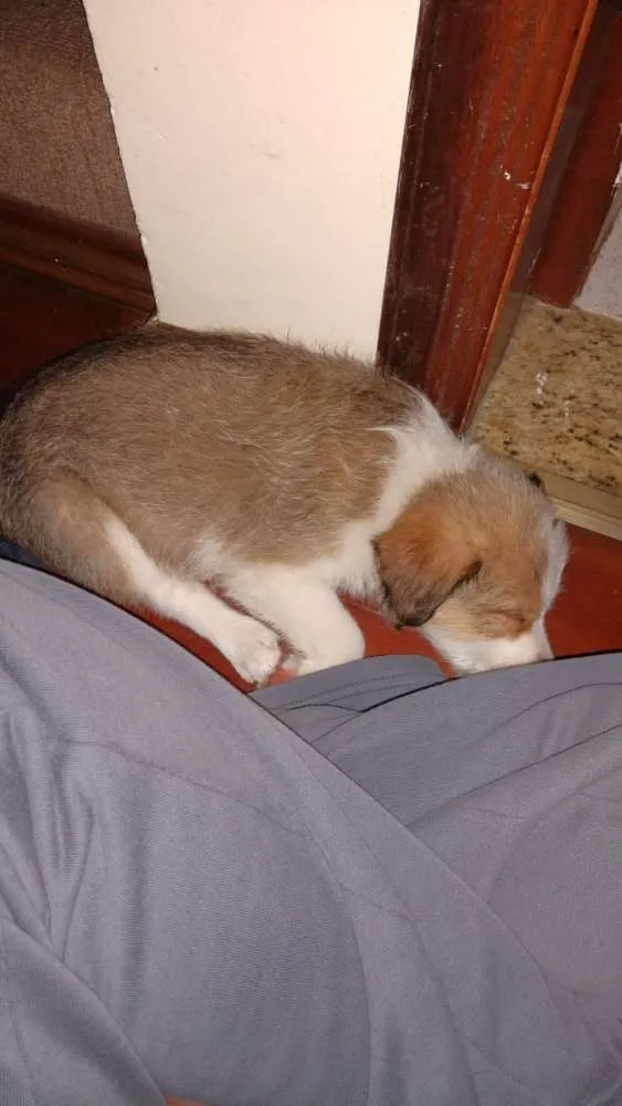 Cachorro ra a Srd idade 2 a 6 meses nome Sem nome