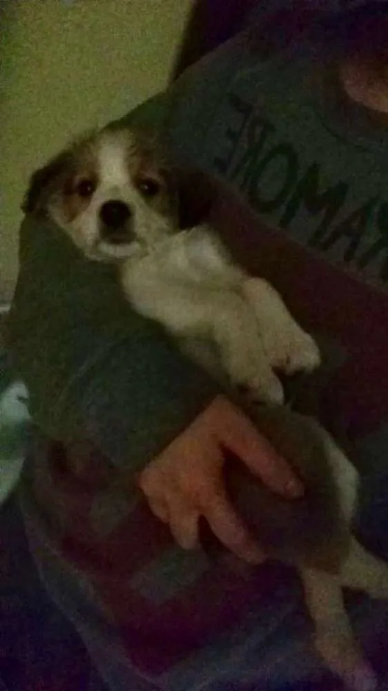 Cachorro ra a Srd idade 2 a 6 meses nome Sem nome