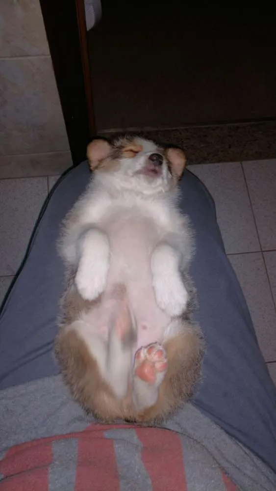 Cachorro ra a Srd idade 2 a 6 meses nome Sem nome
