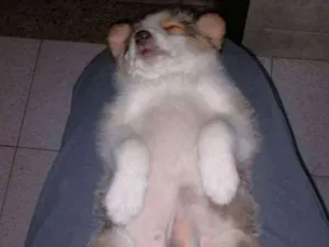 Cachorro raça Srd idade 2 a 6 meses nome Sem nome