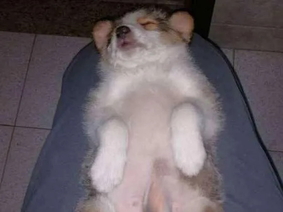 Cachorro ra a Srd idade 2 a 6 meses nome Sem nome