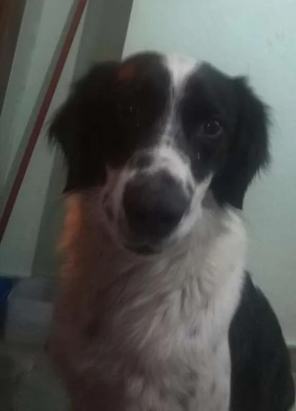 Cachorro ra a SRD idade 1 ano nome Billy