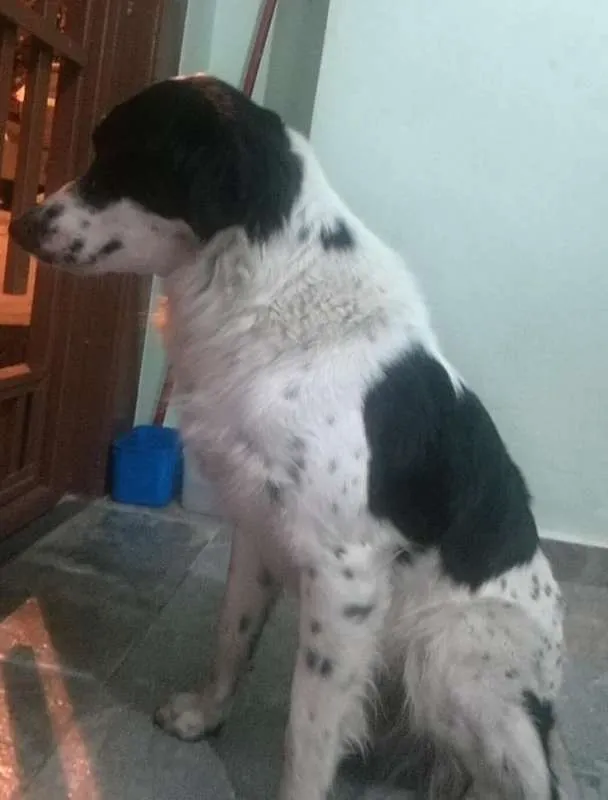 Cachorro ra a SRD idade 1 ano nome Billy