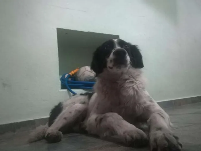 Cachorro ra a SRD idade 1 ano nome Billy