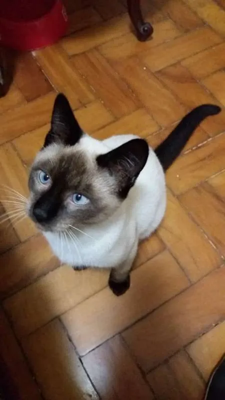 Gato ra a SRD idade 2 a 6 meses nome MIGUEL