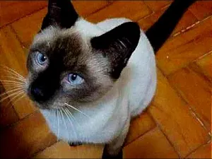 Gato raça SRD idade 2 a 6 meses nome MIGUEL