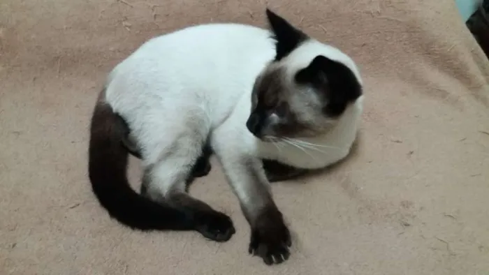 Gato ra a SRD idade 2 a 6 meses nome MIGUEL