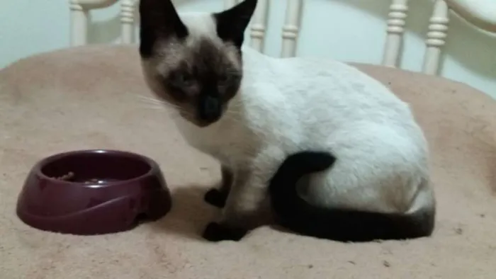 Gato ra a SRD idade 2 a 6 meses nome MIGUEL