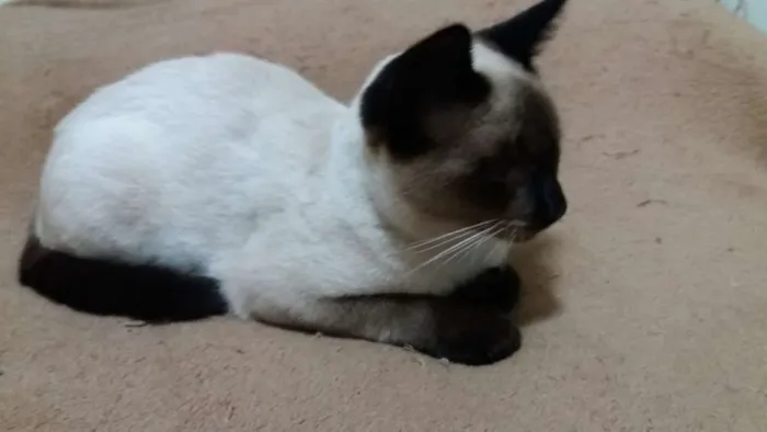 Gato ra a SRD idade 2 a 6 meses nome MIGUEL