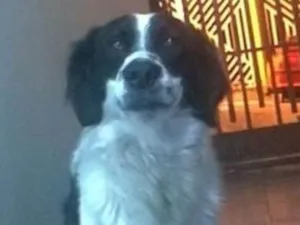 Cachorro raça SRD idade 1 ano nome Billy