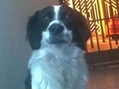 Cachorro ra a SRD idade 1 ano nome Billy