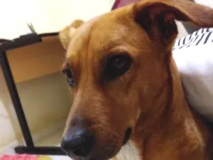 Cachorro raça Não definida idade 3 anos nome Paçoca