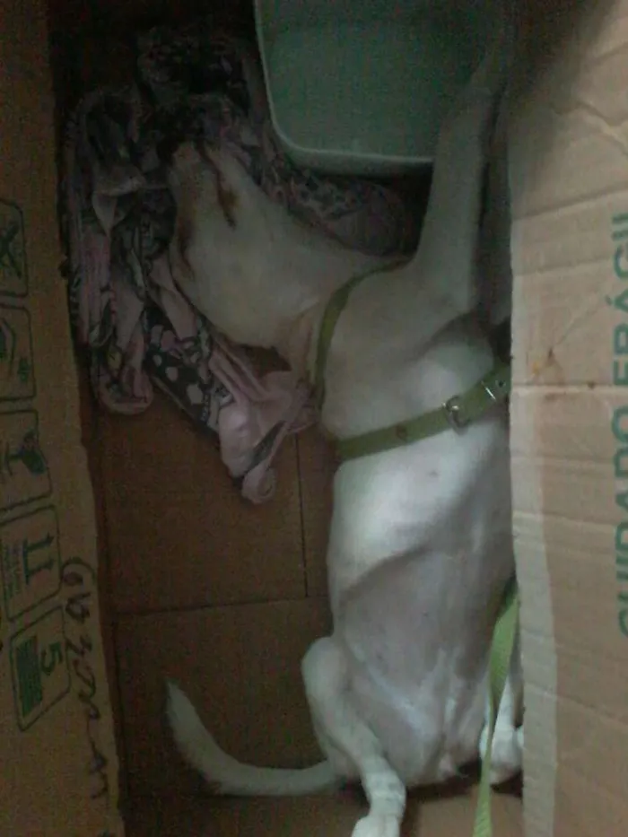 Cachorro raça  idade 7 a 11 meses nome Sem nome