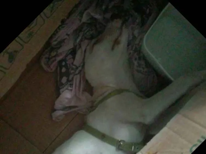 Cachorro raça  idade 7 a 11 meses nome Sem nome