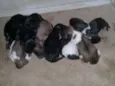8 filhotes