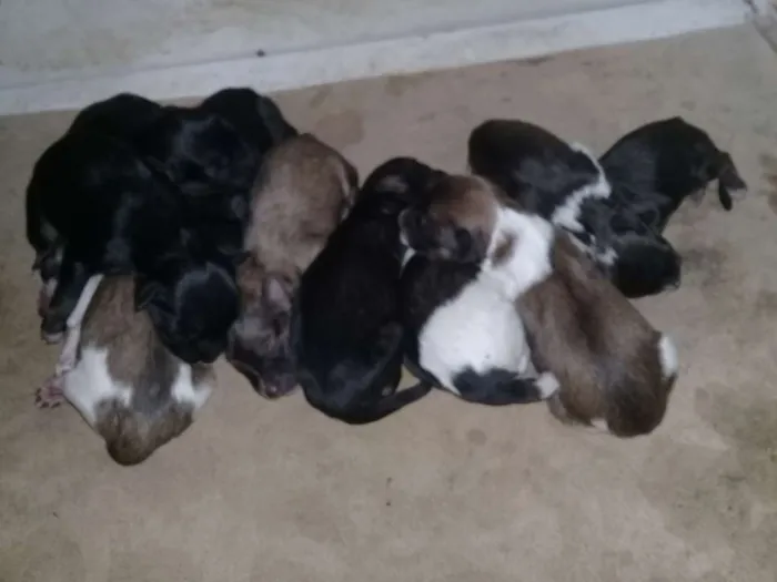 Cachorro ra a desconhecida idade 2 a 6 meses nome 8 filhotes