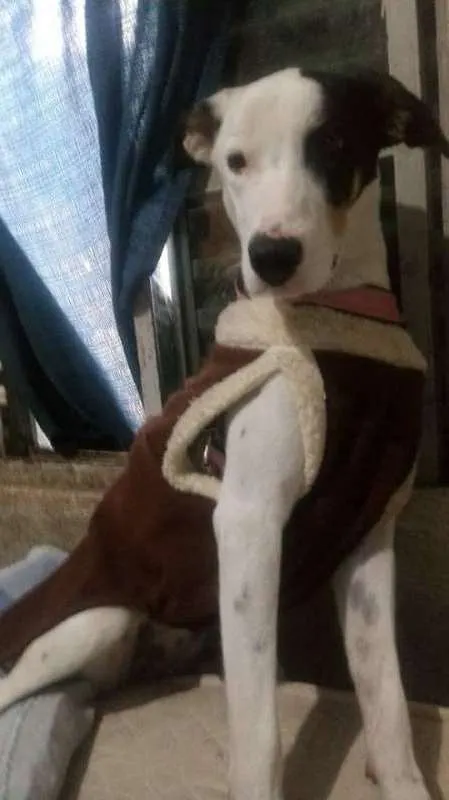Cachorro ra a srd idade 1 ano nome Bella