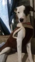 Bella