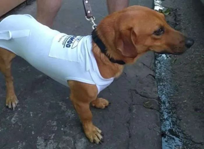 Cachorro ra a srd idade 2 anos nome Scooby