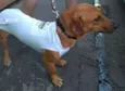 Scooby