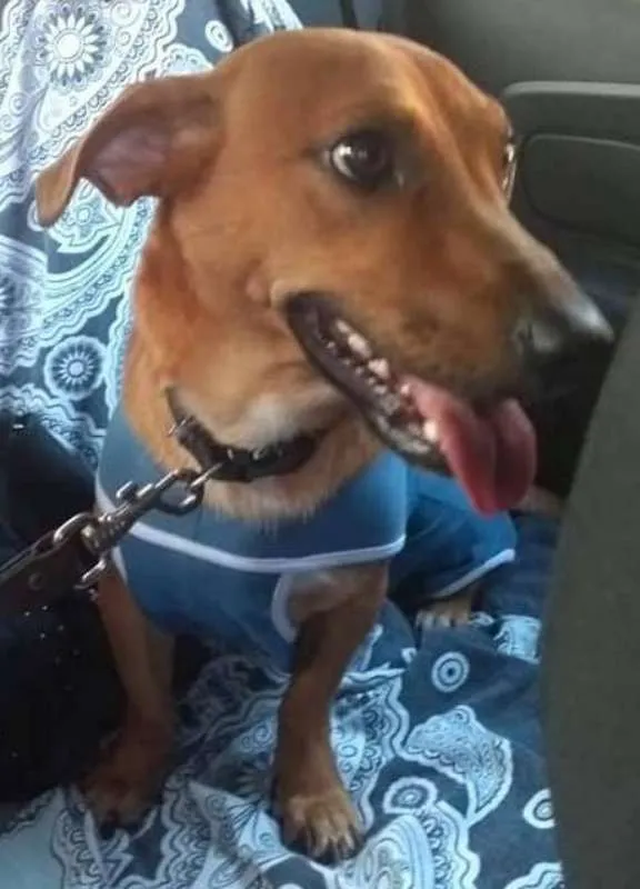 Cachorro ra a srd idade 2 anos nome Scooby