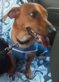Scooby