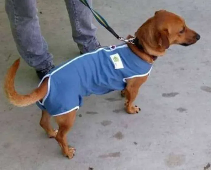 Cachorro ra a srd idade 2 anos nome Scooby