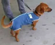 Scooby