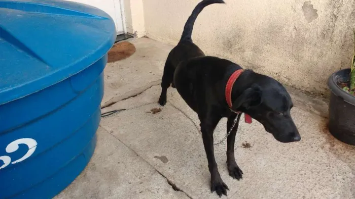 Cachorro ra a Vira lata idade 3 anos nome Spike