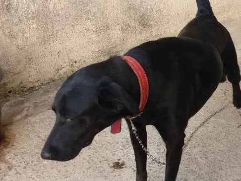 Cachorro ra a Vira lata idade 3 anos nome Spike