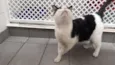 Fofinho