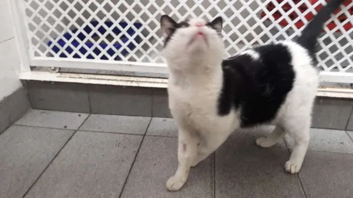 Gato ra a SRD idade 2 anos nome Fofinho