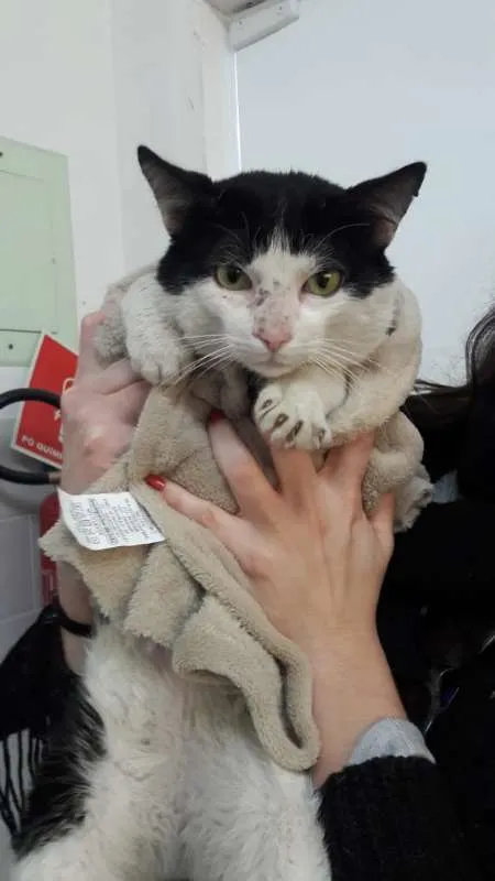 Gato ra a SRD idade 2 anos nome Fofinho
