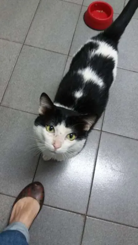 Gato ra a SRD idade 2 anos nome Fofinho