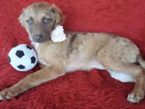 Cachorro raça Srd idade 2 a 6 meses nome Uly 