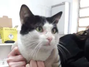 Gato raça SRD idade 2 anos nome Fofinho