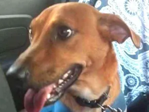 Cachorro raça srd idade 2 anos nome Scooby