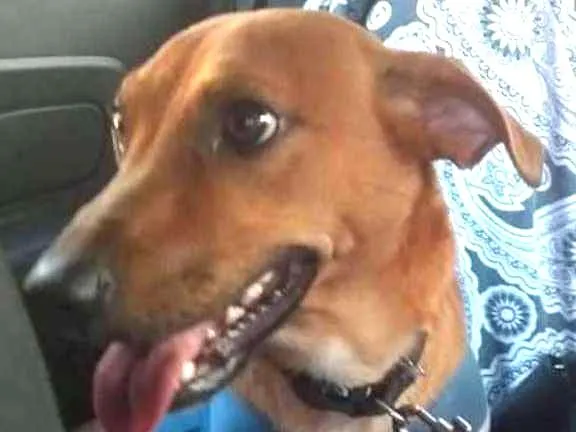 Cachorro ra a srd idade 2 anos nome Scooby
