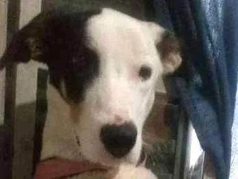 Cachorro ra a srd idade 1 ano nome Bella