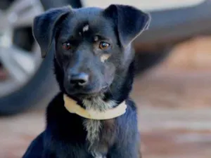 Cachorro raça SRD idade 7 a 11 meses nome Nica