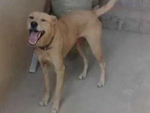 Cachorro raça Rni idade 5 anos nome Chirra