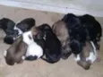 8 filhotes