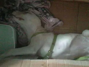 Cachorro raça  idade 7 a 11 meses nome Sem nome