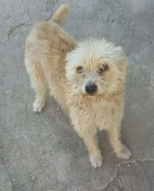 Cachorro ra a não definida idade 5 anos nome Kelly