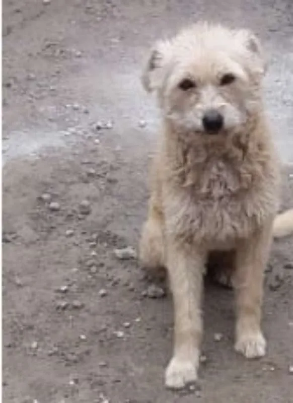 Cachorro ra a não definida idade 5 anos nome Kelly