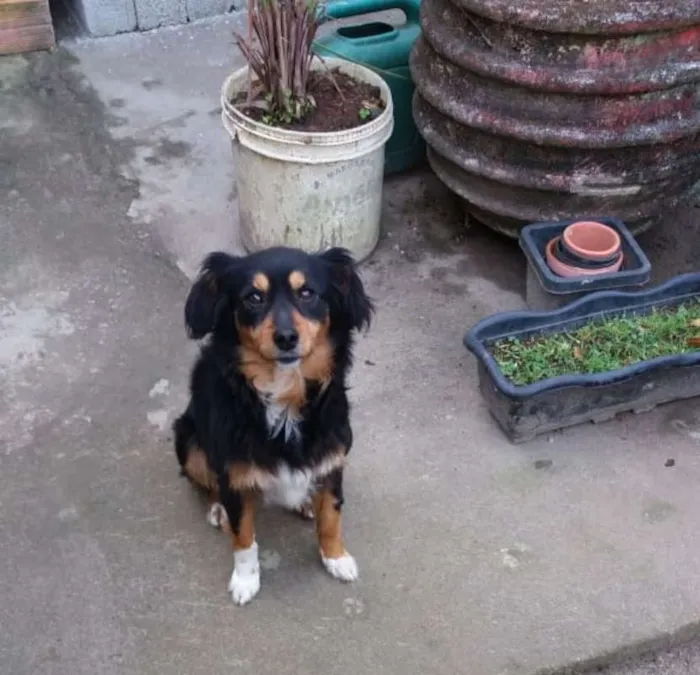 Cachorro ra a não definida idade 5 anos nome Suzy
